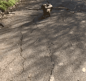 这只狗叼木棍成瘾，捡回家的木头都能盖房子了！