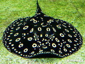 出差在外，不要让不懂观赏鱼的家人喂鱼，有时候结局会很惨