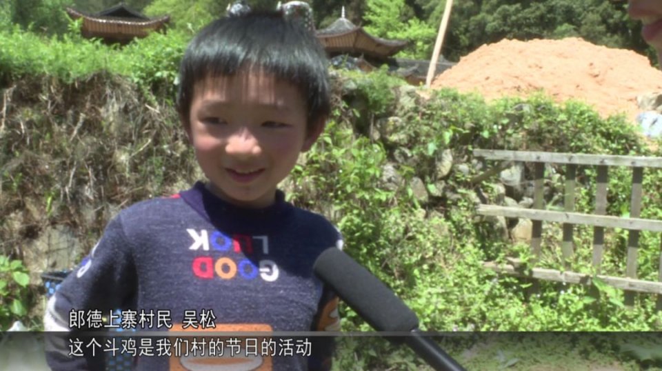贵州雷山，100余只斗鸡上演一场“武林大会