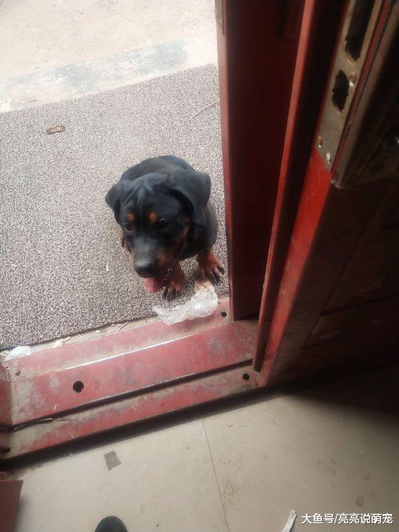 罗威纳“家教”很严，它不敢进屋，即使饿了也只能在门外等