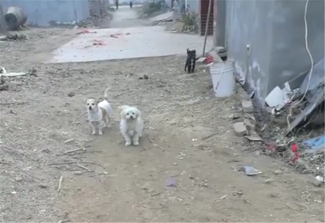 主人回村遭到田園犬攔路，吹口哨呼喚德牧救援，德牧的表現亮了…