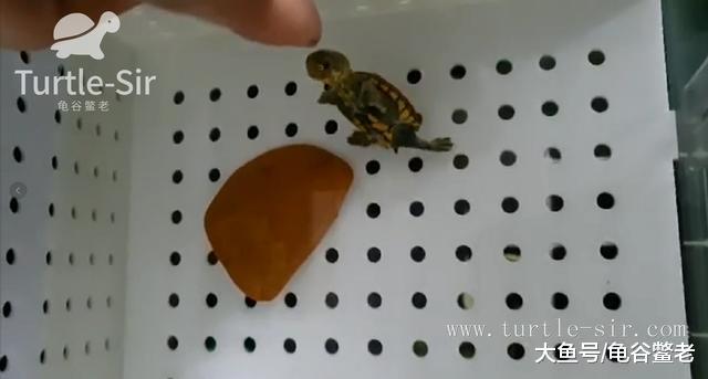 龟苗刚到家，这几点不要去做，否则容易出事「龟谷鳖老」