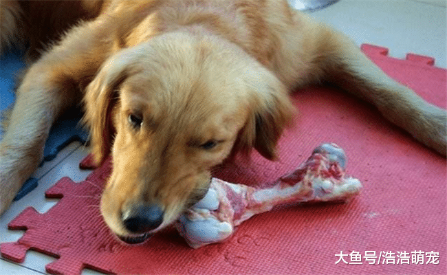 狗狗有下面5種表現時，你要當心了，它對你并不忠誠！