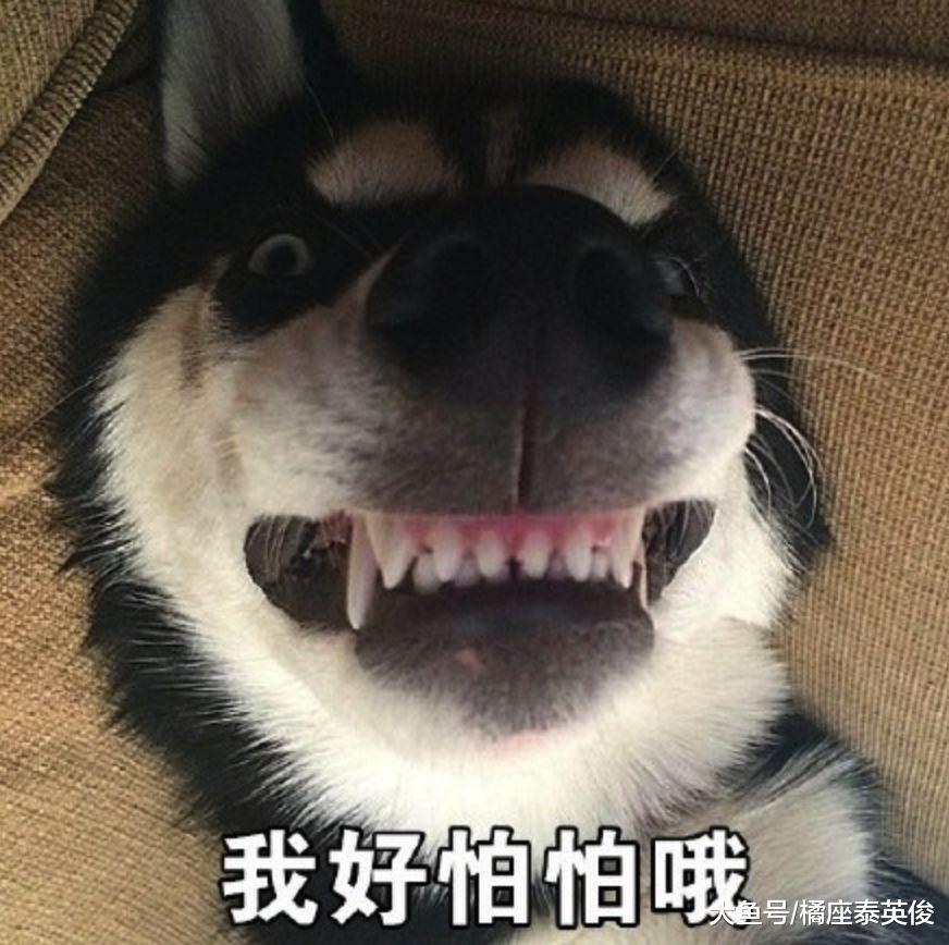 哈士奇是不是天底下最二的狗狗? 一边被队友坑, 一边还要保持微笑