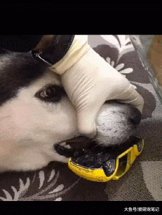 二哈一整天都叼着玩具，主人以为是喜欢，后来才知道是卡在牙里了