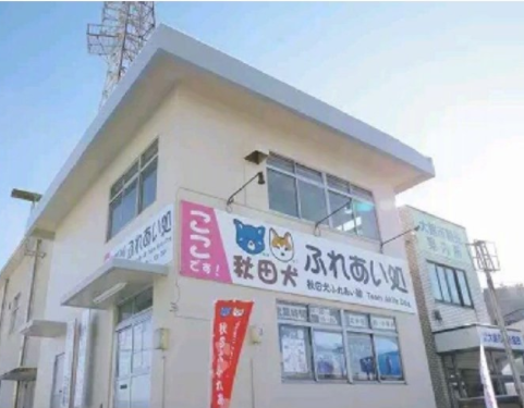 宠物咖啡店等火爆的背后, 是猫咪和狗子们积蓄已久的精神压力...