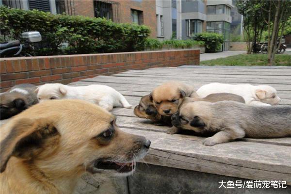 狗妈得知主人要送走孩子，结果它叼着奶狗离家出走，感叹母爱伟大