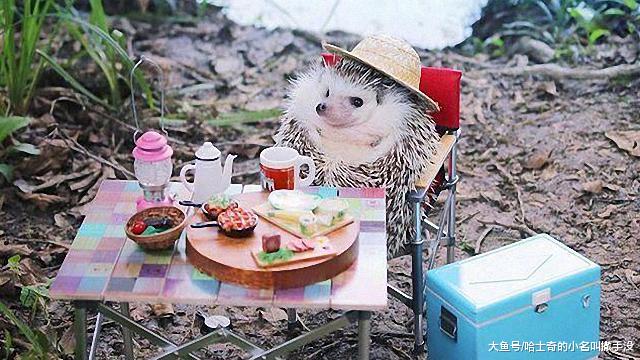 主人为家里小刺猬搭建的迷你野炊场景，真是有妈的孩子像个宝