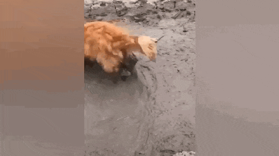 金毛到乡下放飞自我, 在泥塘里打滚如鱼得水, 狗: 还是农村好……