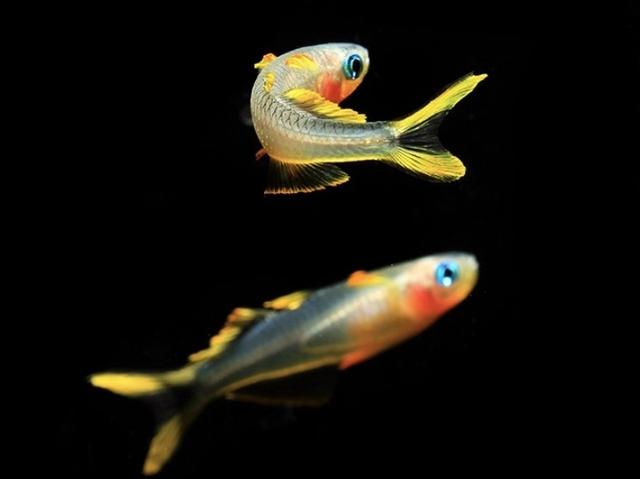 小型观赏鱼：霓虹燕子