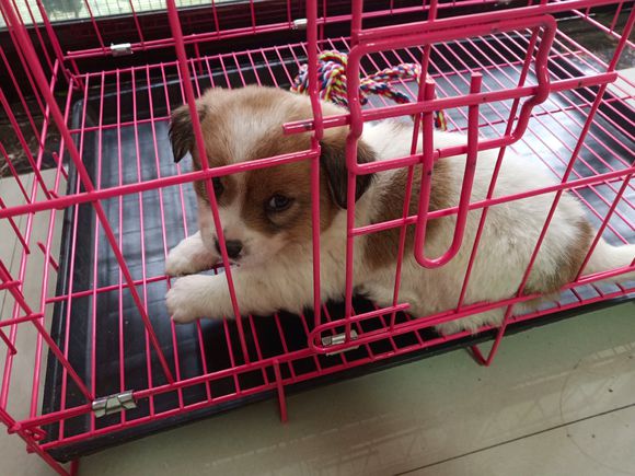 流浪狗卧在下水道旁，路人嫌脏一脚踢开，女孩此刻决定守护它身边