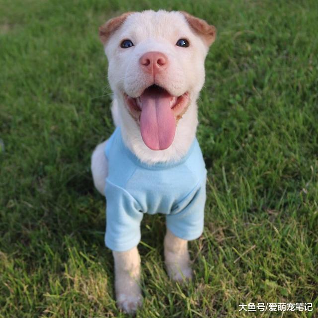 女孩收养一只小土狗，从无人问津到全家的团宠，仅用了两个月时间