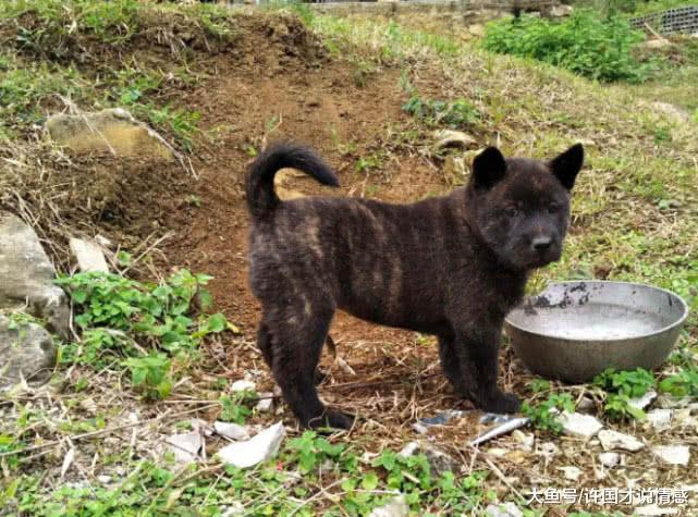 小伙花费千元买回虎斑犬，比国外进口狗狗还稀有！