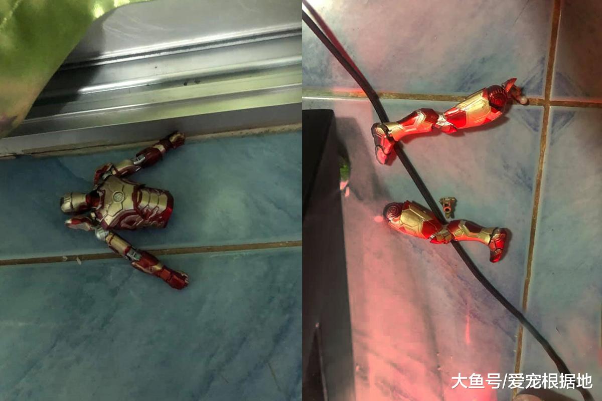 二哈拆家被主人逮个正着，看到它嘴里的东西，主人直接崩溃了