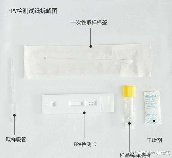 辟谣！买猫光看颜值就行了？不仅要好看的皮囊，四肢协调更重要
