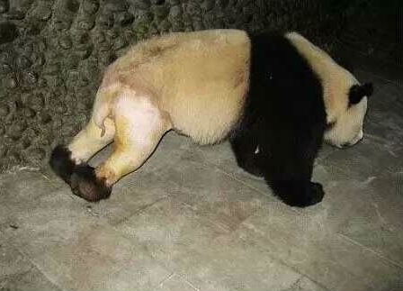 大熊猫打架骨折，被“脱裤子”治疗，原谅我不厚道的笑了！