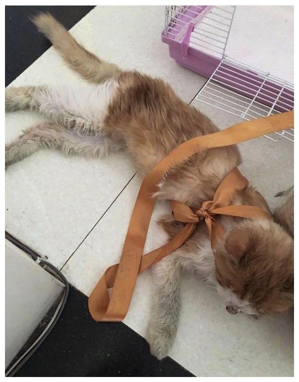 女孩高兴收养流浪猫, 照顾一年后送去体检, 医生夸她心灵手巧
