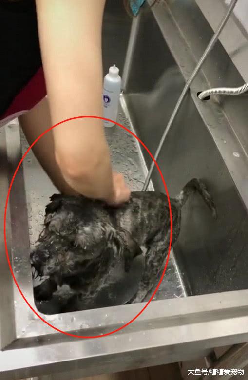 给捡来的流浪猫剪毛，结果吓了一跳，网友：忍不住想哭了！