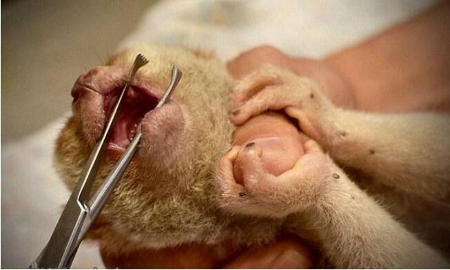 猴子误伤游客遭拔牙伺候，它们的天性不应该就此被剥夺