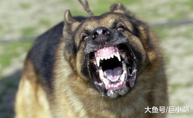 狗狗想要咬陌生人？主人该如何制止它的攻击？