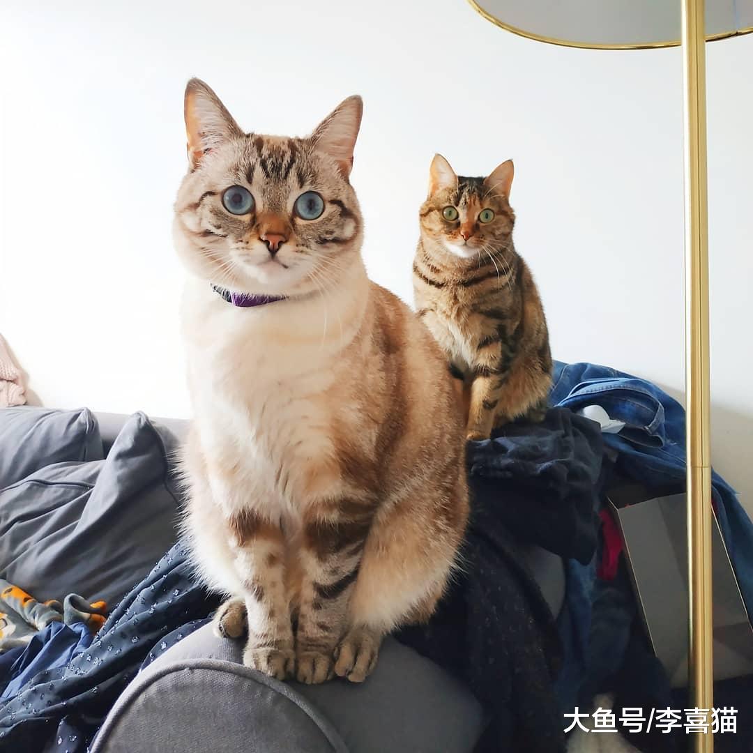 猫咪之间打招呼和交流的方式有很多种，但一般来说并不包括喵喵叫