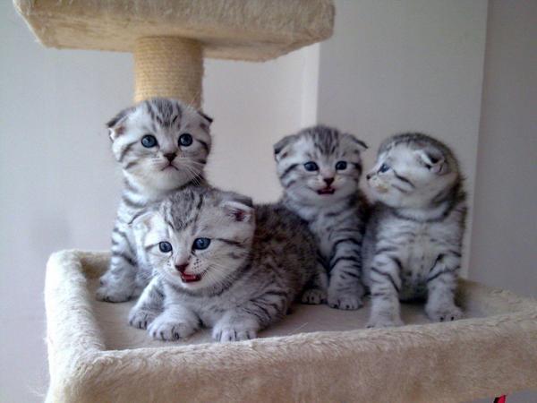 地球上5大最友善的猫咪，折耳猫和波斯猫上榜，有你家的爱猫吗？