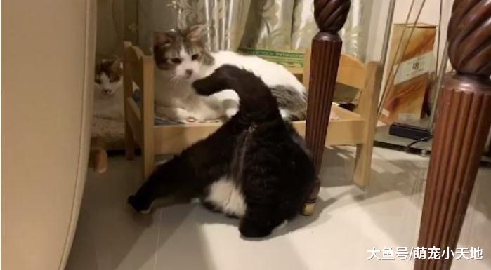 7kg胖宾士硬钻床底屁股卡住，弹出来变一颗巨球引爆魔性笑声