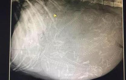 哈士奇怀孕长达65天，去医院拍完片子，全场人被吓