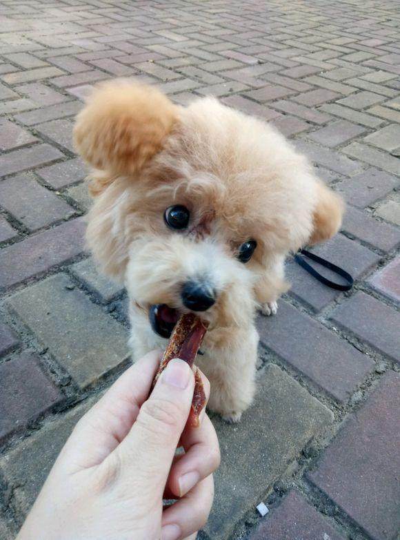 心疼宠物店那个无人问津的小狗，买回来后发现原来是个活宝