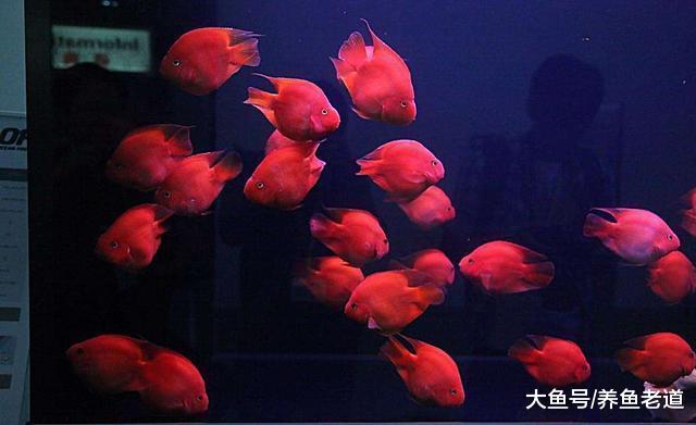 這三種觀賞魚喜慶又容易飼養，可以紅紅火火過大年！