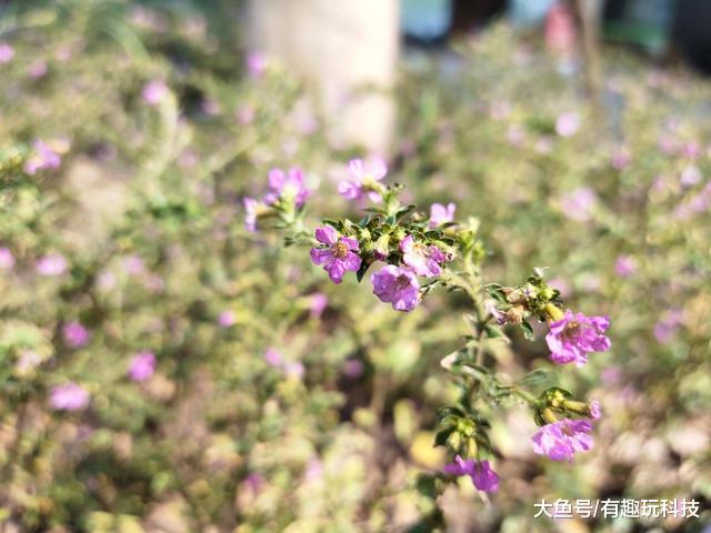 拍照跟颜值挑一个，vivo S5说：我全都要