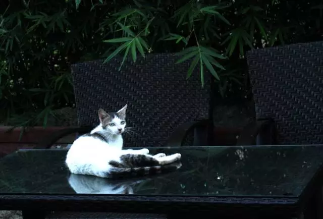 【逃城】猫的伊甸园