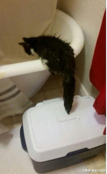 喵对冰箱有狂热偏执不小心关里面，被救出时表情超销魂