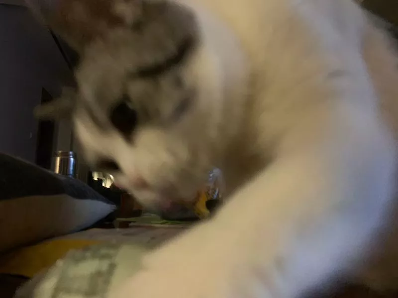 胖的没有脖子的猫咪你见过吗