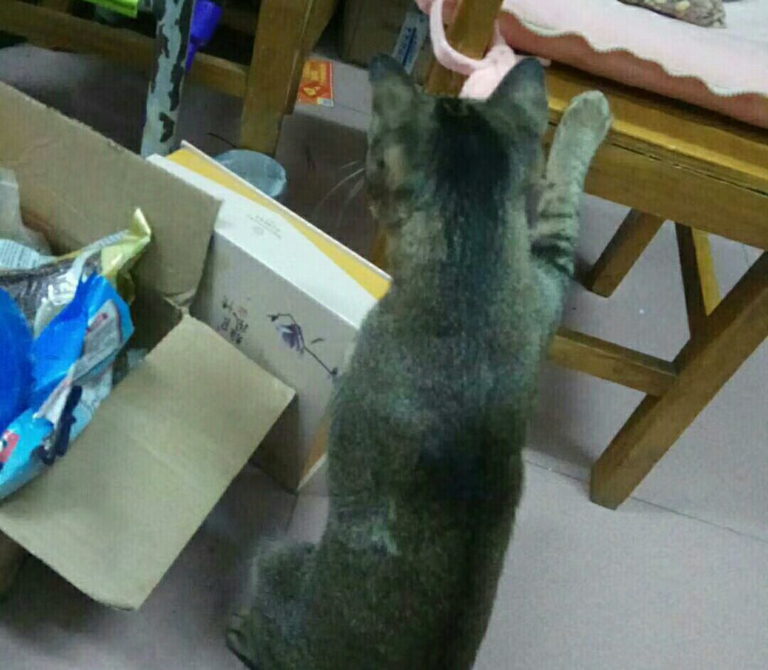 当狸花猫看见了仓鼠，视线就没有移开了，它好像发现了“新大陆”