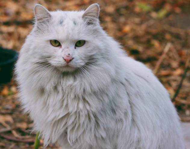 聪明的流浪猫，不会让自己傻傻的流浪，遇到好心人赶紧“投靠”