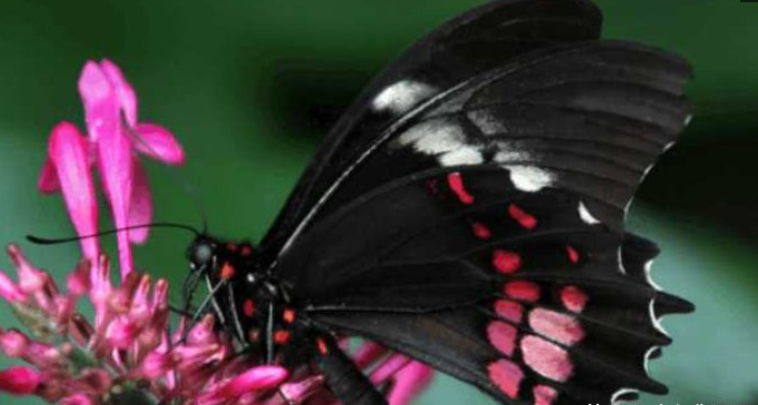 男子树林里发现巨型指纹，上前细看后，果断后退三步