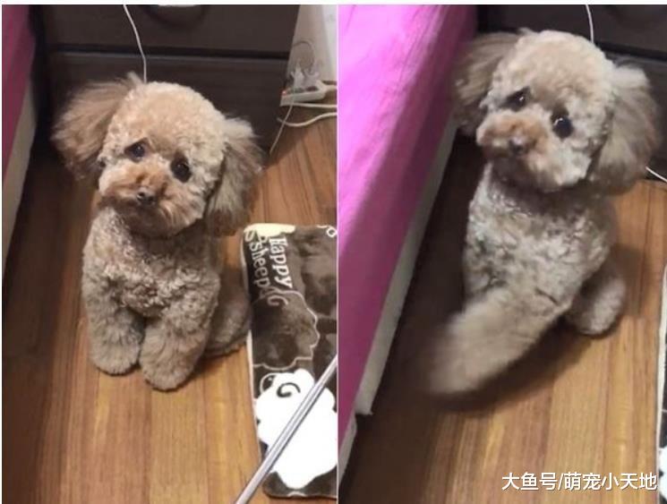 施展催眠大法，萌贵宾瞌睡脸猛盯一分钟后，妈妈犯困：我也想睡了