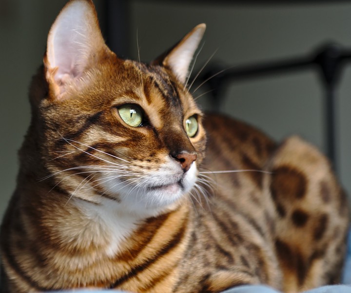 当猫咪有这6个变化，意味着它即将老去了，宠主不要忽略它了！