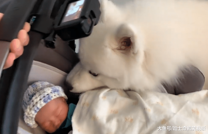 女主人生了宝宝，告诉大白狗是它弟弟，没想到被“暖哭”了