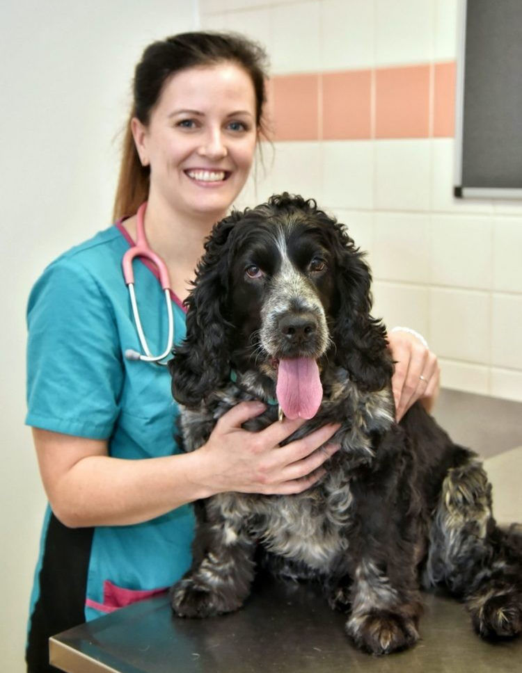 6岁狗狗每天喝两杯甜茶，结果体重暴增，正在进行严格的节食