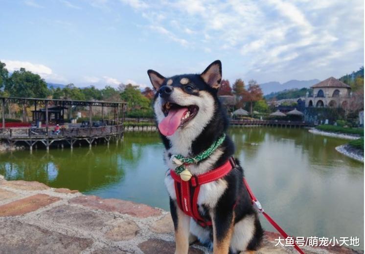 好天氣遛黑柴，它卻狂躲太陽到陰涼處趴著，家人笑翻：怕曬黑？