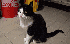 猫主子们大搞怪! 千万不要对猫竖中指, 否则…