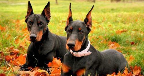 德国杜宾犬有这6种突出的优点，难怪现在还有这么多人想养！