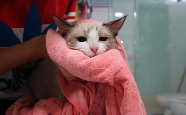 关于“洗猫”你想知道的所有问题，大概都在这里了！