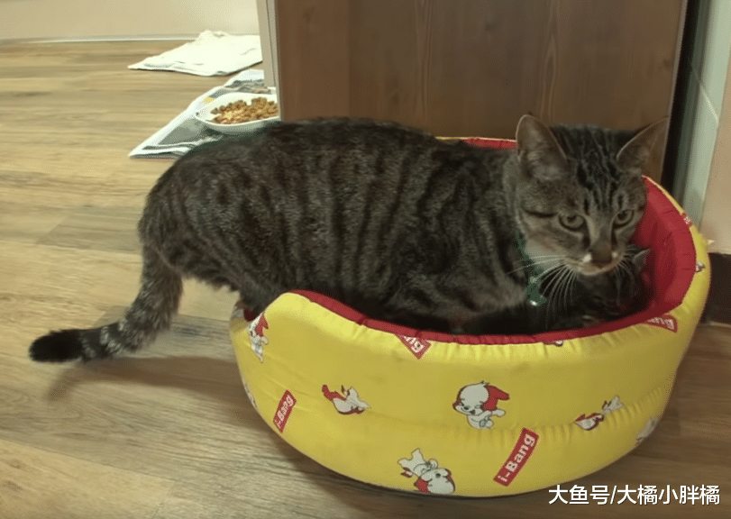 猫妈妈不想管孩子，只想着去玩，“好姐妹”一口气养了10只小猫！