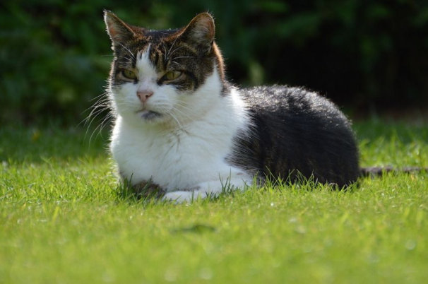 大部分养猫都是品种猫，因为品种更加亲近，那你知道是为什么吗？