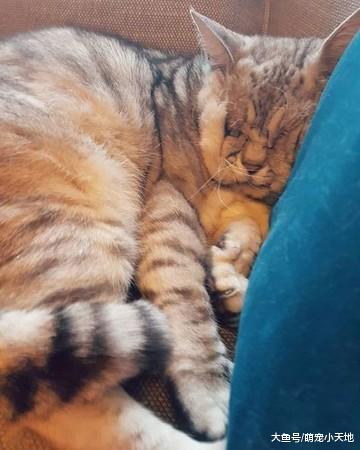 6岁喵患松皮症全身皮肤连眼皮都松弛，却奇迹被爱上