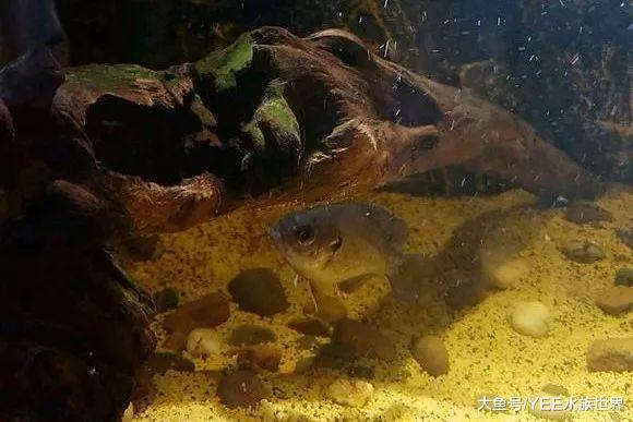 美洲太陽魚入侵：日本泛濫成災難解決，我國做成菜好吃到停不下來