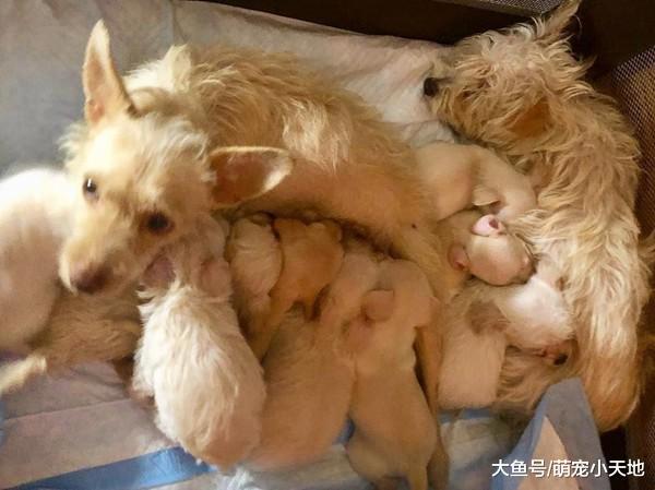 狗妈寒夜抱9宝取暖，好心人全捞回家才知道它们没有血缘关系